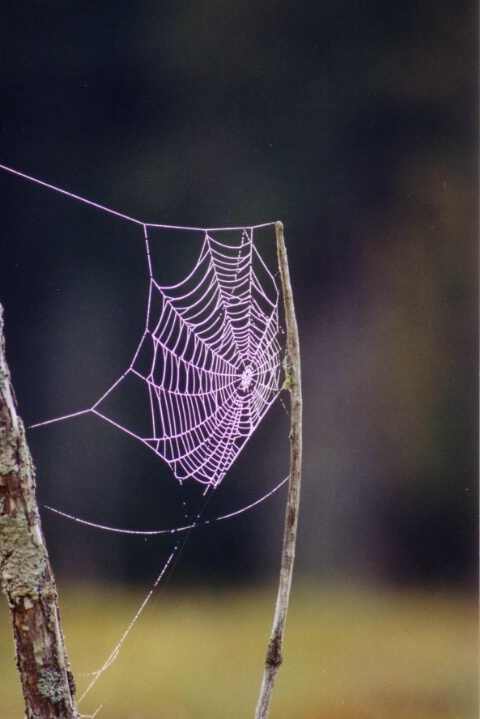 Cob Web In The Morning Dew