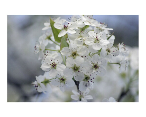 cherry blossom 06