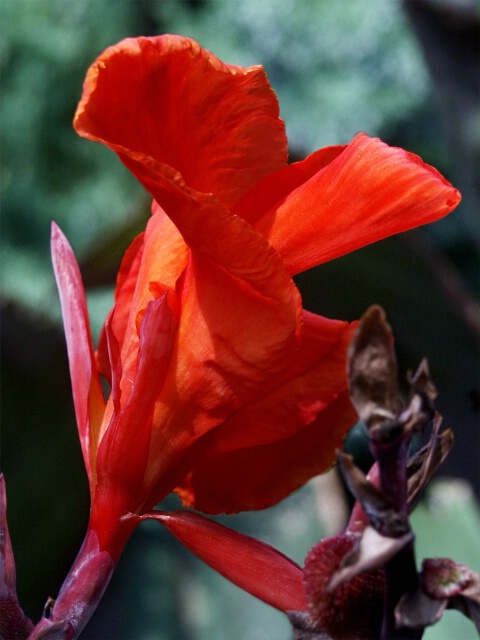 Golf Course Flower