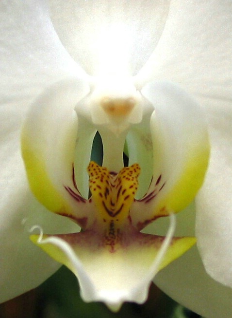 Orchid - ID: 345145 © Hasmik Hatamian