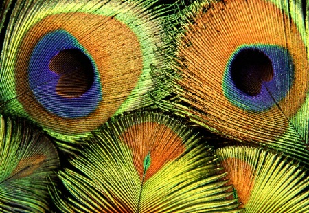 Peacock Eyes
