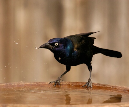 Grackle Bath