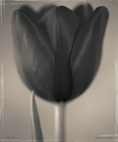 red tulip 06
