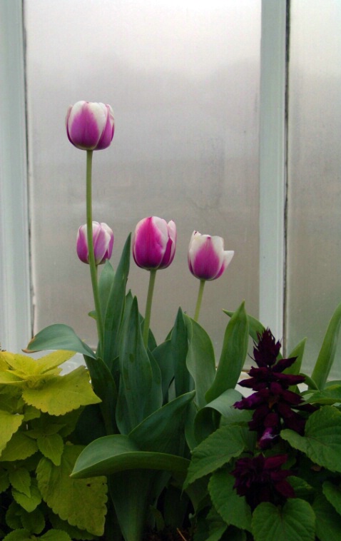 Varigated Tulips