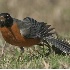 © Robert Hambley PhotoID # 346700: Angry Robin