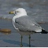 © Robert Hambley PhotoID # 346771: Ring Billed Gull