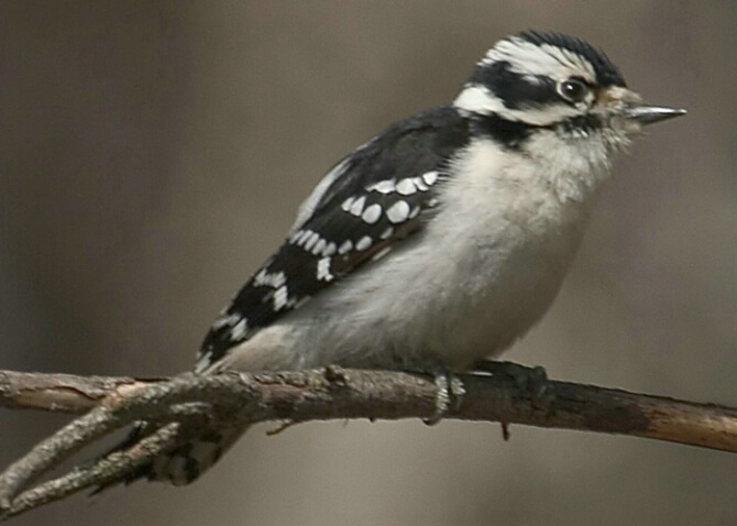 Downy Woodpecker - ID: 346777 © Robert Hambley
