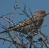 © Robert Hambley PhotoID # 346786: Norhtern Yellow-Shafted Flicker