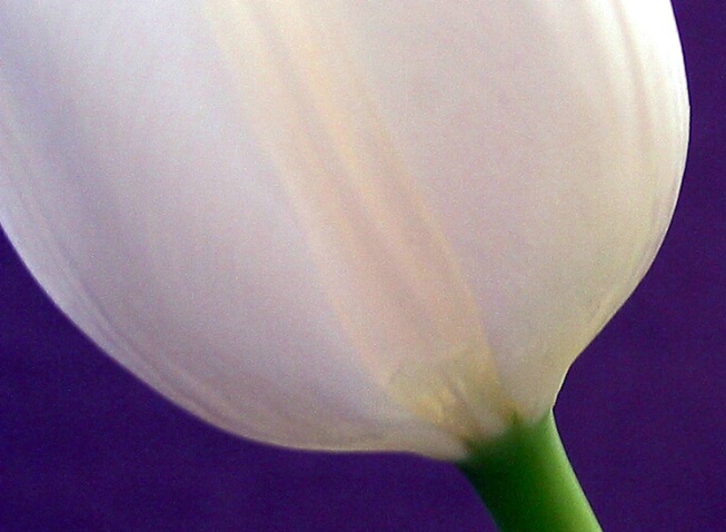 White Tulip - ID: 346959 © Hasmik Hatamian
