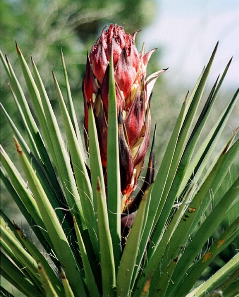 Red Yucca