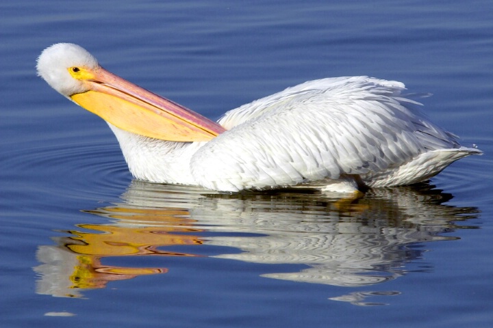 Grooming at a distance