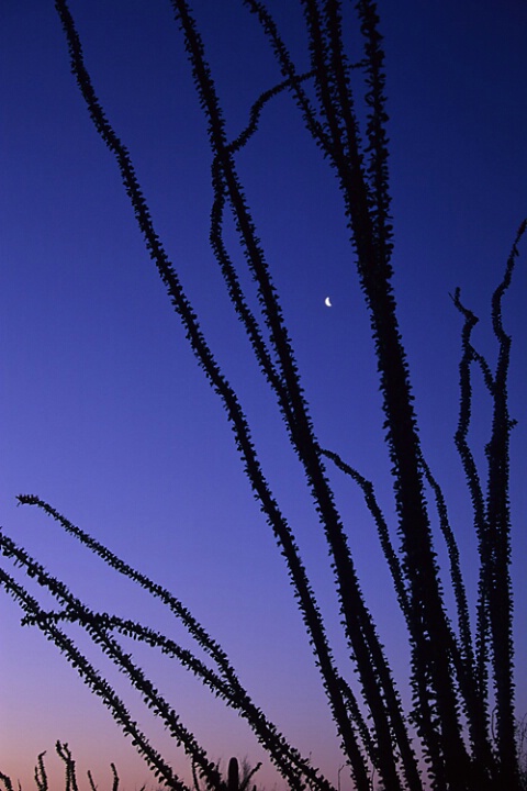 Ocotillo at Dawn, Sonoran Desert