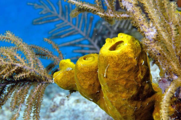 Tube Sponges & Gregonians - Grand Cayman