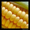 Close Up of Corn