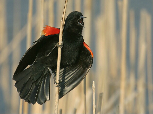 Singing Red Winged Blackbird