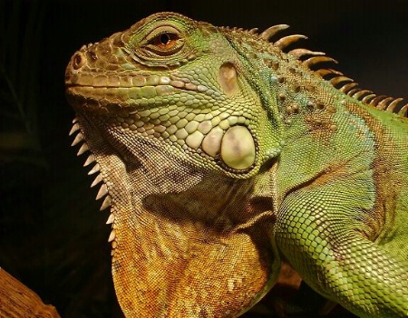 Green Iguana