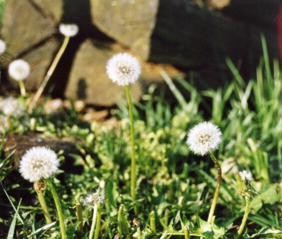 Field of Dreams