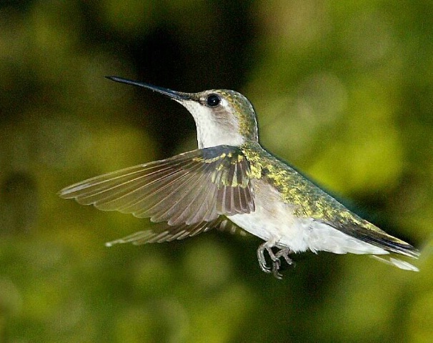 Poised in Flight