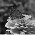 © Carolina K. Smith PhotoID# 349963: Monarch Butterfly
