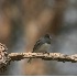 © Robert Hambley PhotoID # 350057: Out on a Limb