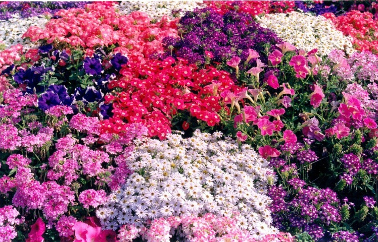 Full Blossom with colours