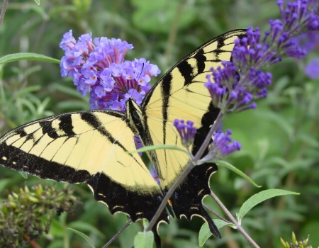 The Swallowtail and the Butterfly Bush