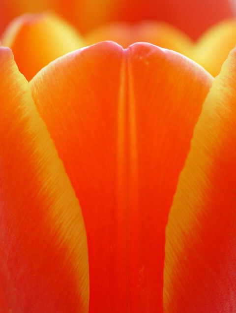 Tulip