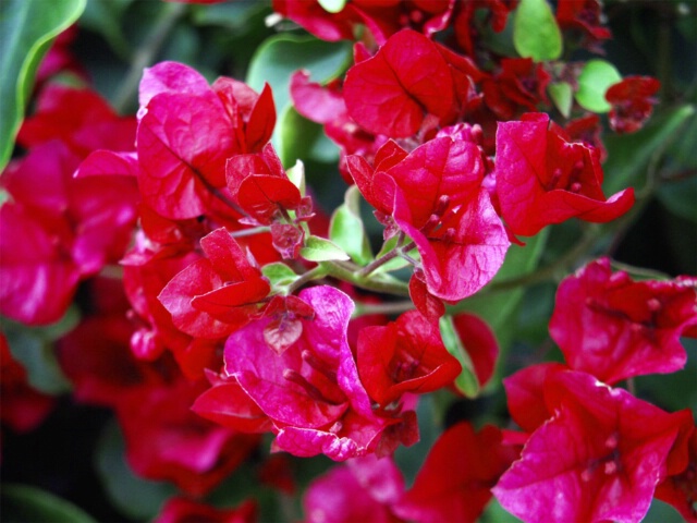 Garden Flowers