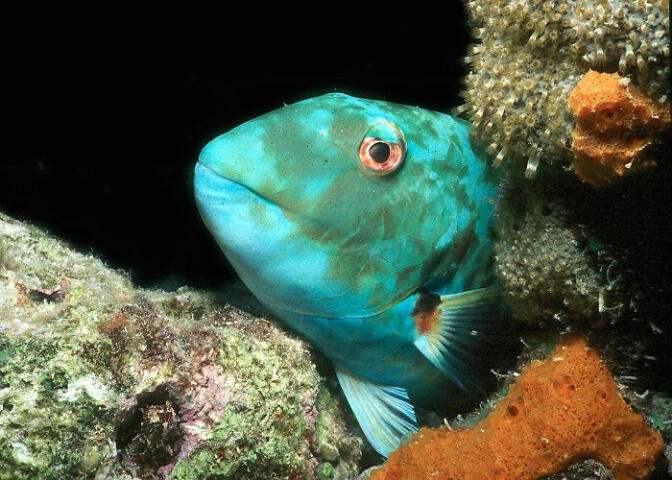 Sleeping Parrotfish