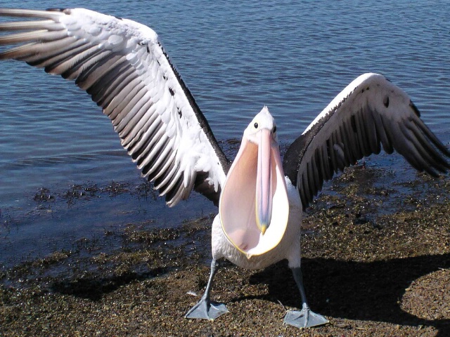 Pelican with Attitude.