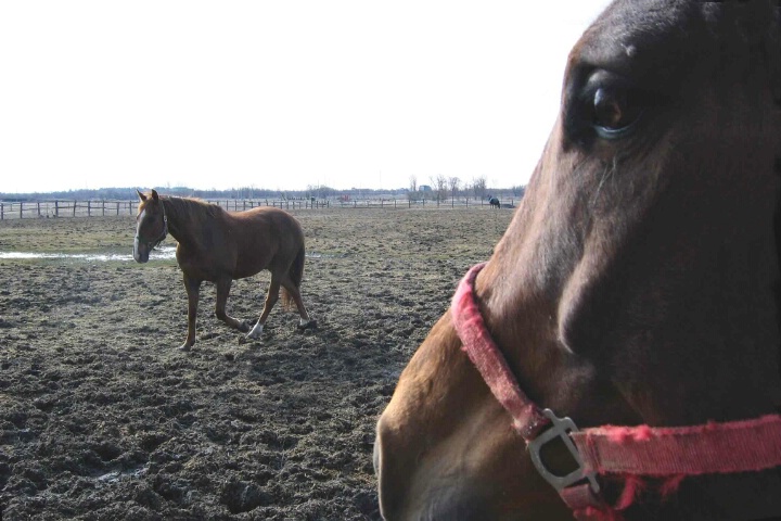 Equine view
