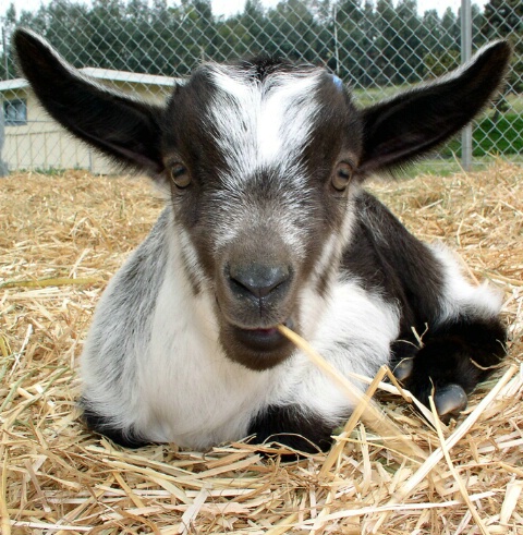 Cute Cuddly Goat