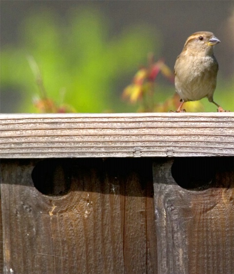 Backyard Birdie