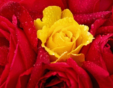 One Yellow Rose
