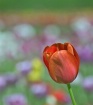 Tulip #2