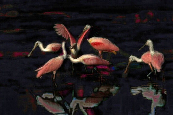 Rhapsody of the SpoonBills