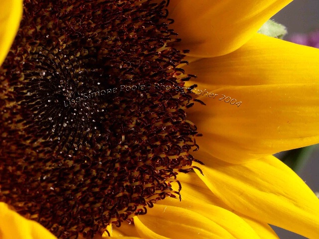 In tight with a Sunflower
