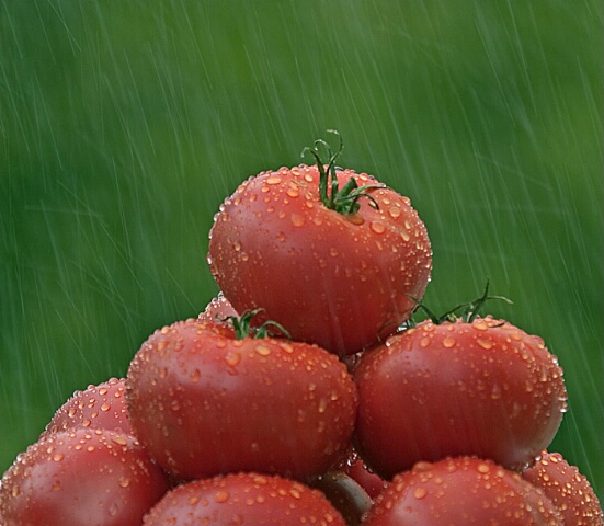 Tomatoes in the rain #2