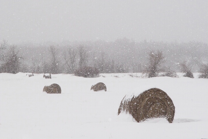 Winter Bales