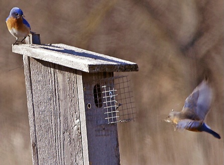 Bluebird Builders Inc.