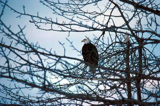 Bald Eagle in tree, winter - ID: 355780 © Cheryl  A. Moseley