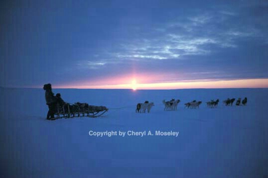 Dog Sledding with mid-day sun in February