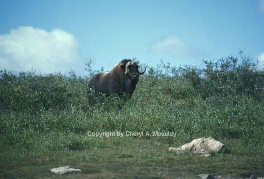 Musk Ox, Barren Grounds, NW Territories - ID: 355786 © Cheryl  A. Moseley