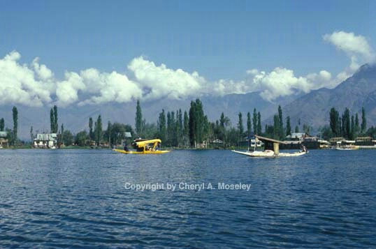 Dal Lake, Srinigar, Kashmir - ID: 355852 © Cheryl  A. Moseley