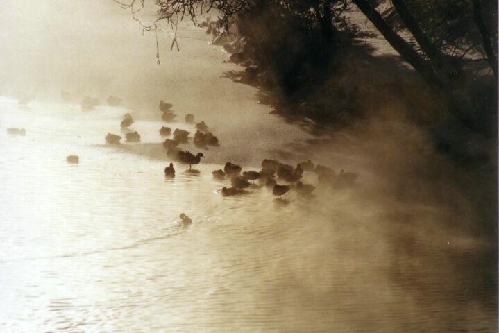 Misty Morning