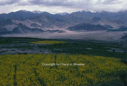 Mustard in Indus Valley, Ladakh - ID: 355861 © Cheryl  A. Moseley