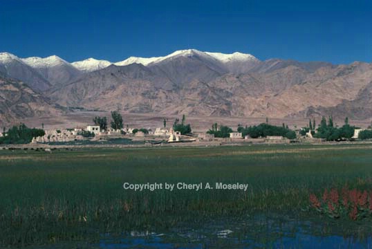 Shey village, Ladakh - ID: 355863 © Cheryl  A. Moseley