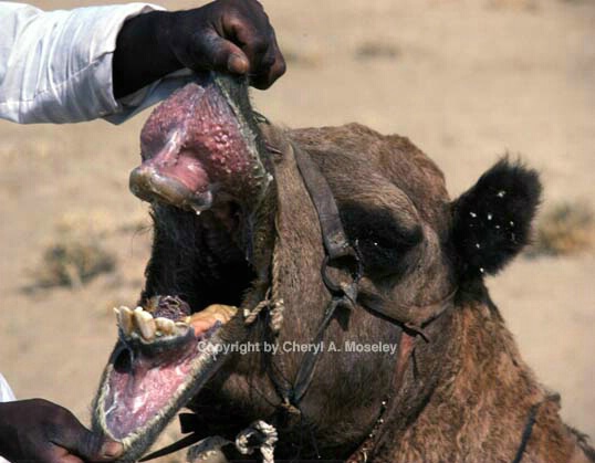 Camel teeth - ID: 355877 © Cheryl  A. Moseley