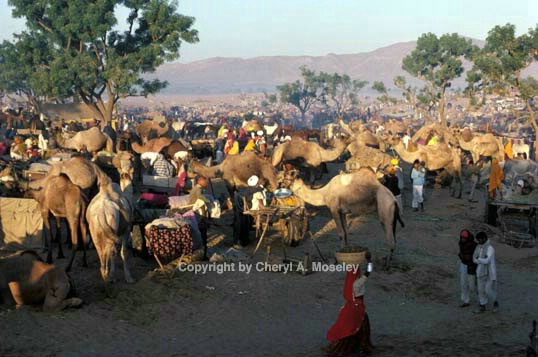 Pushkar Fair - ID: 355883 © Cheryl  A. Moseley