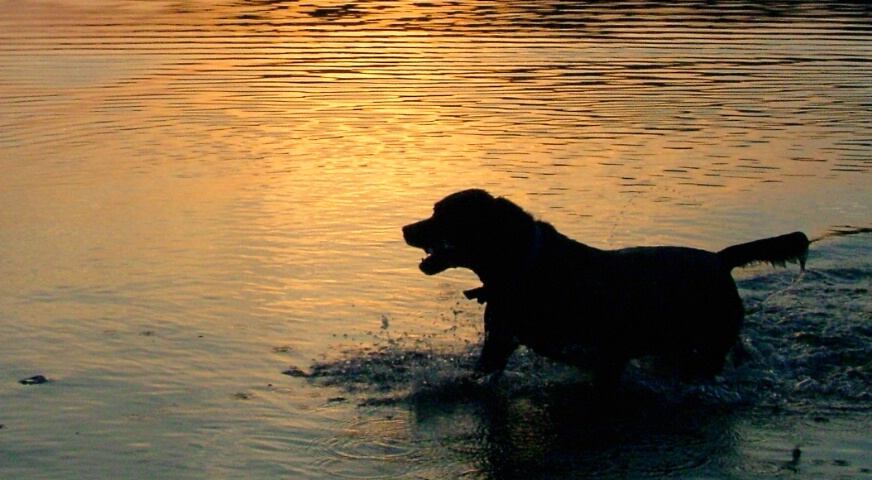 Golden Retreiver